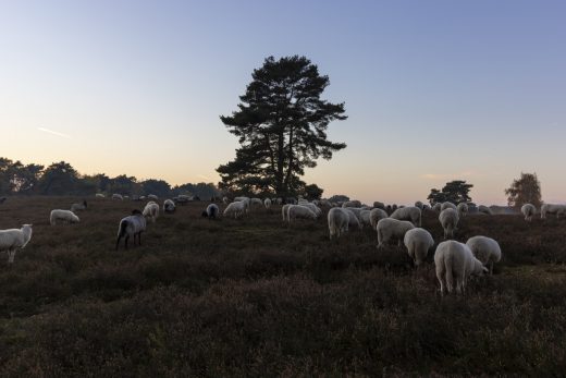Hintergrundbild Westruper Heide - Alle schauen weg