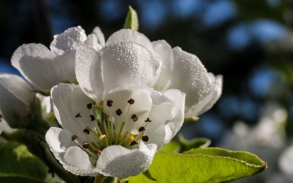 Hintergrundbild Birnenblüte mit Morgentau
