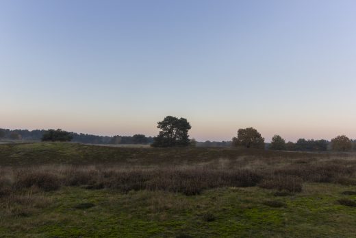 Hintergrundbild Bäume in der Sandheide