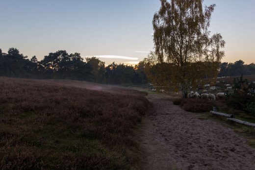 Hintergrundbild Die Heidschnucken warten schon