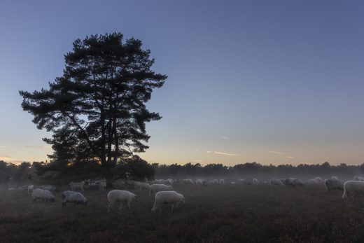 Hintergrundbild Die SchafHerde zieht zum Schlafbaum
