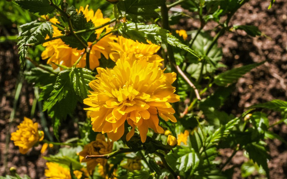 Hintergrundbild Gelbe Blüte eines Ranunkelstrauch