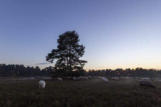 Hintergrundbild Heidschnucken Herde in der Dämmerung