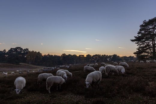 Hintergrundbild Heidschnucken beim Abendessen