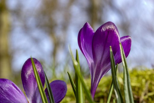 Hintergrundbild Krokusse in Nahaufnahme