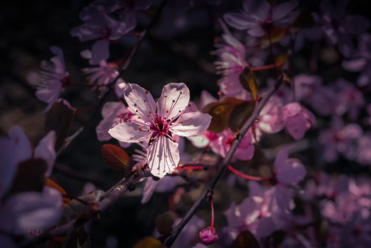 Hintergrundbild Nahaufnahme Blutpflaume