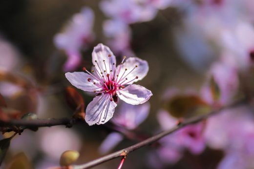 Hintergrundbild Nahaufnahme rosa Blutpflaume