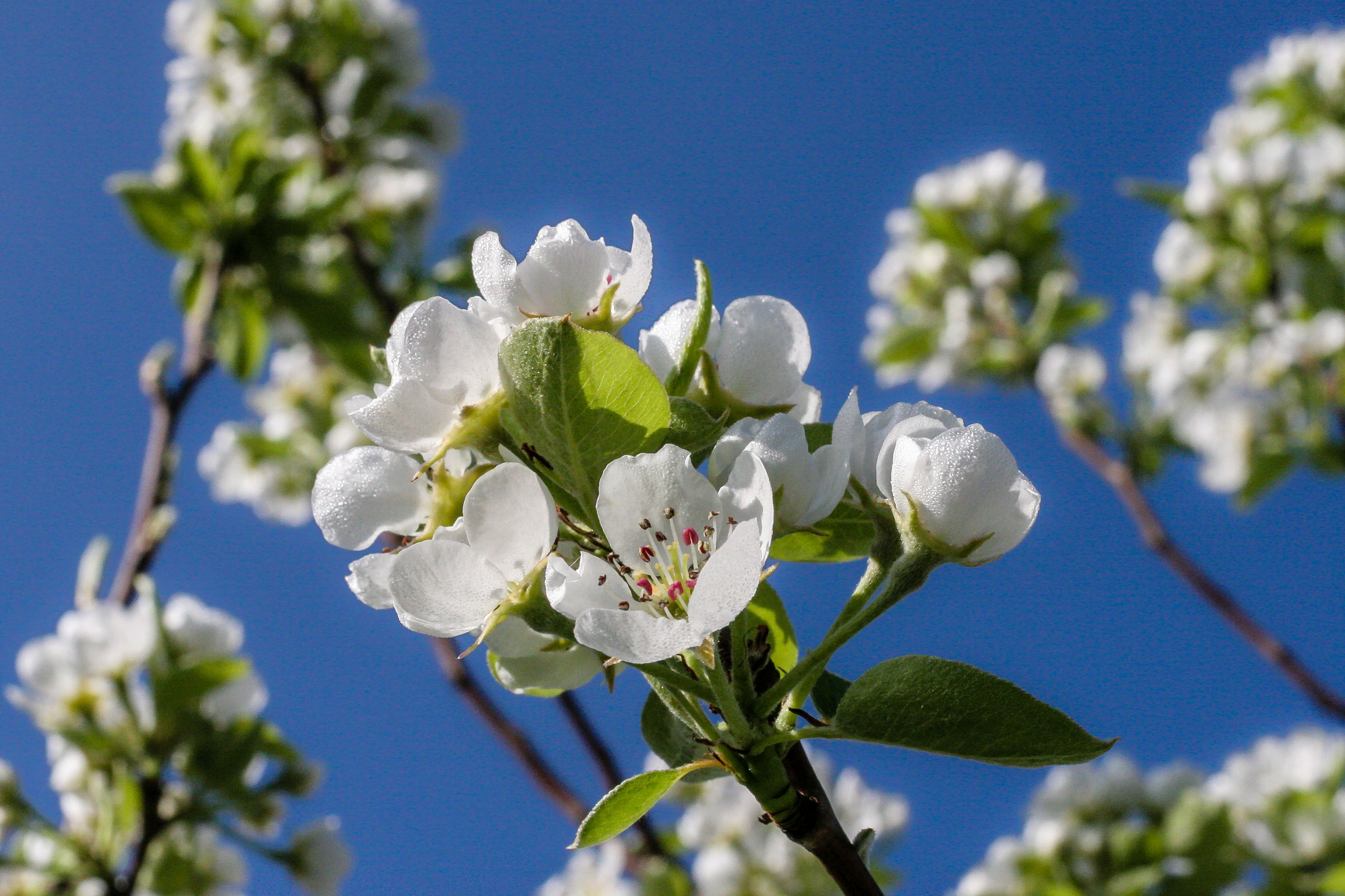 Hd Fruhling Hintergrundbilder Fruhjahr Hd Hintergrundbilder