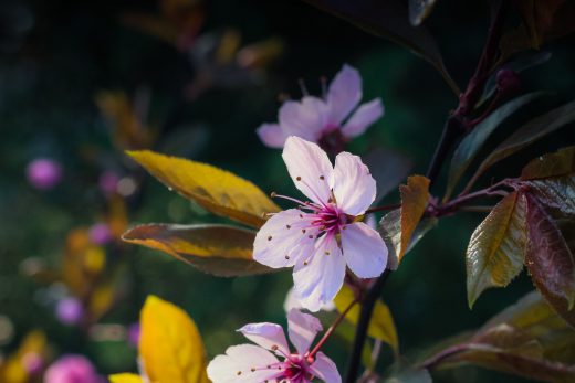 Hintergrundbild Rosa Blutpflaume Blüte