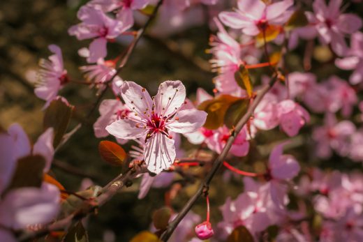 Hintergrundbild Rosa Blutpflaumen Nahaufnahme