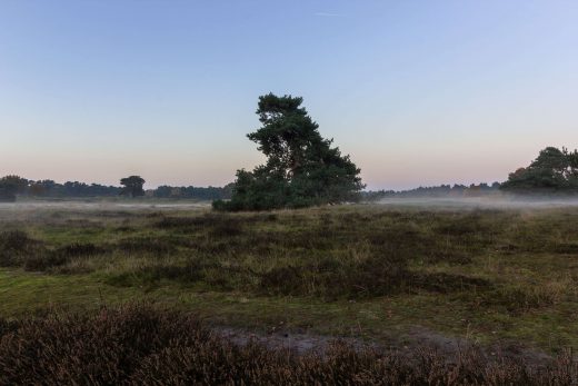 Hintergrundbild Solitärbaum in der Heide