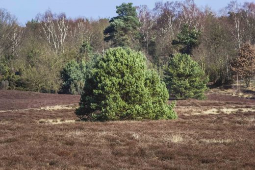 Hintergrundbild Strauch in der Westruper Heide
