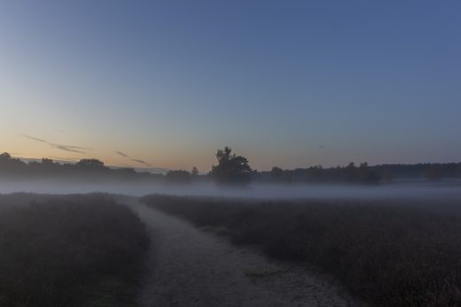 Hintergrundbild Westruper Heide - Weg in den Nebel