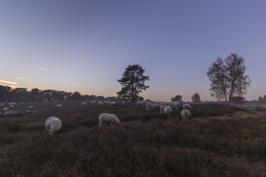 Hintergrundbild Weidende Heidschnucken