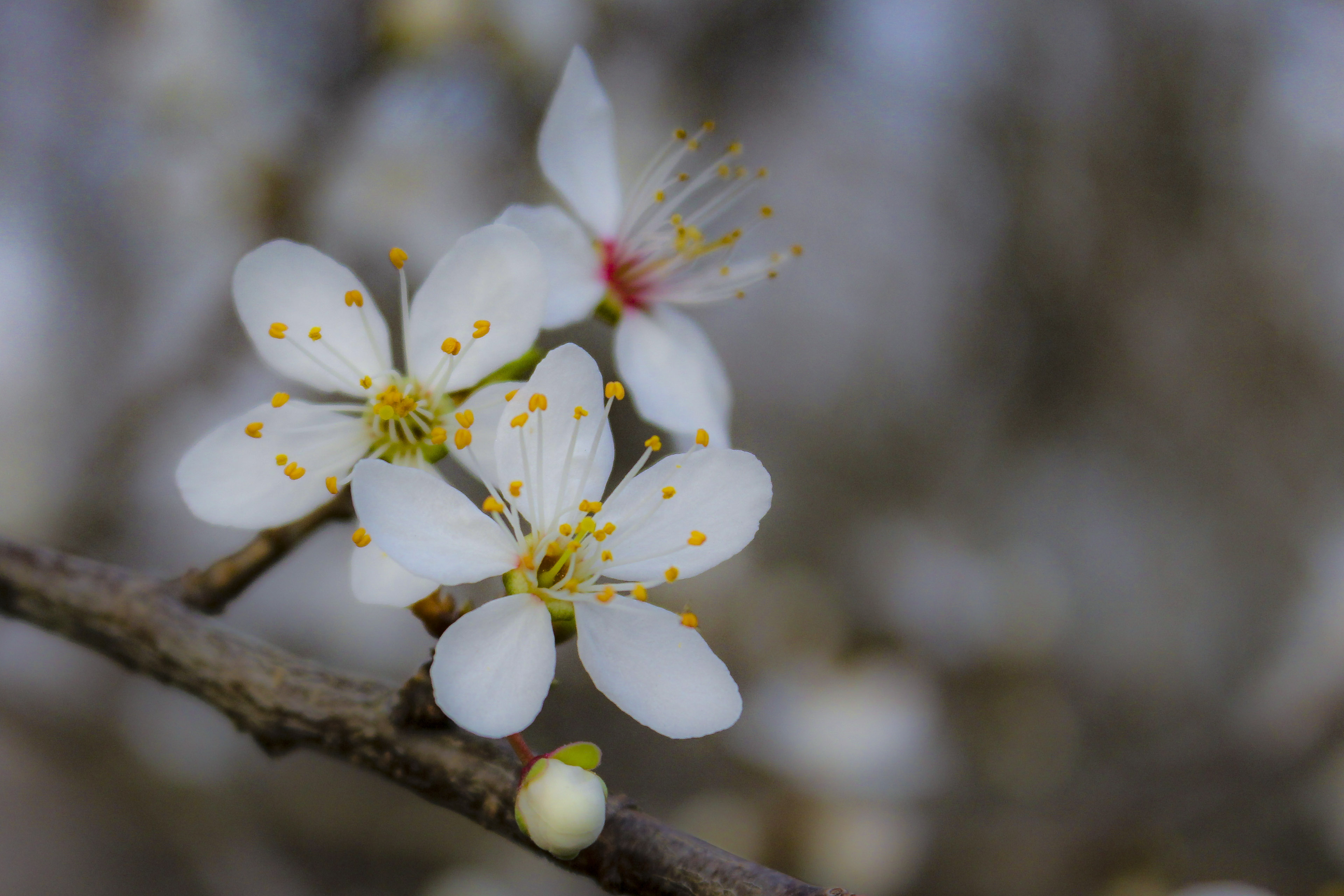 Hintergrundbild Weiße Blüten Nahaufnahme