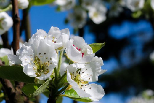 Hintergrundbild Weiße Blüten im Frühjahr