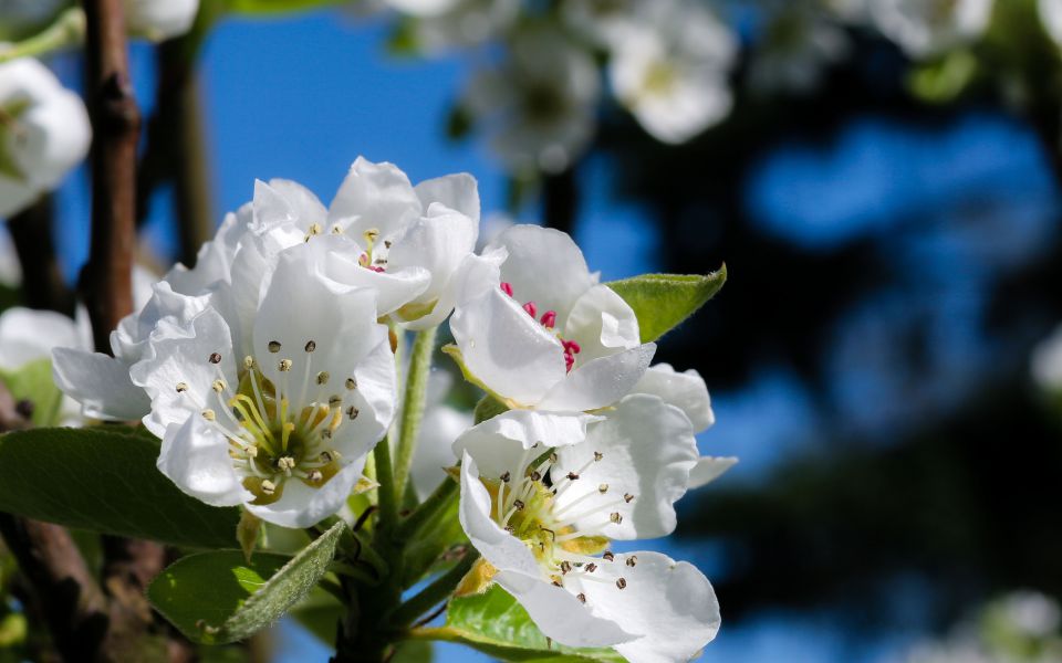 Hintergrundbild Weiße Blüten im Frühjahr