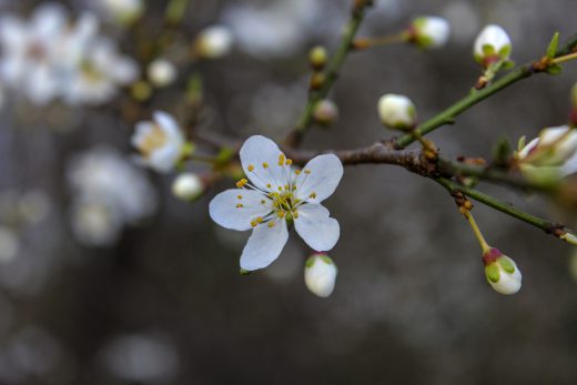 Hintergrundbild Weiße Blüten im Frühling