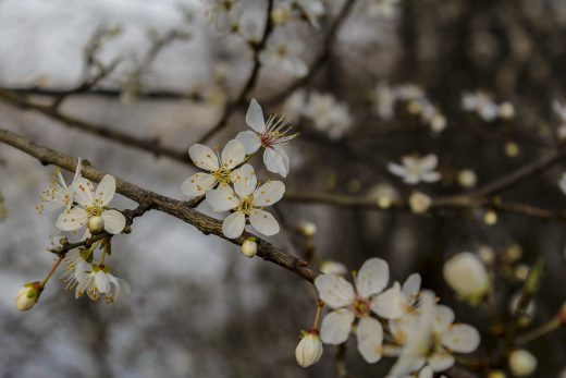 Hintergrundbild Weiße Blüten im Morgenlicht