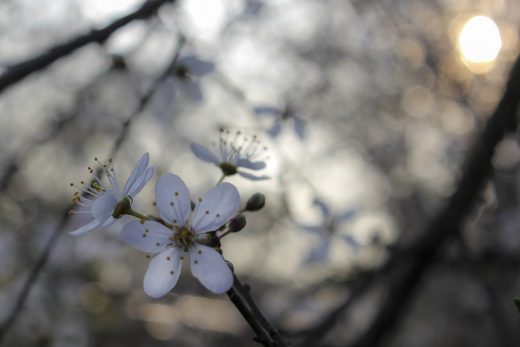 Hintergrundbild weiße Blüten mit der Frühlingssonne