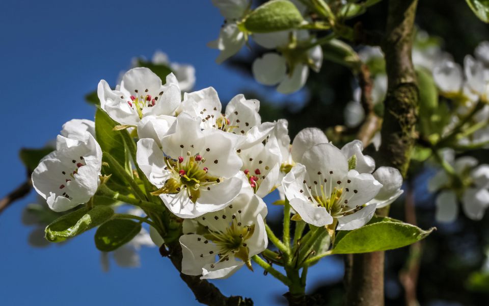 Hintergrundbild Weiße Obstblüten im Frühling