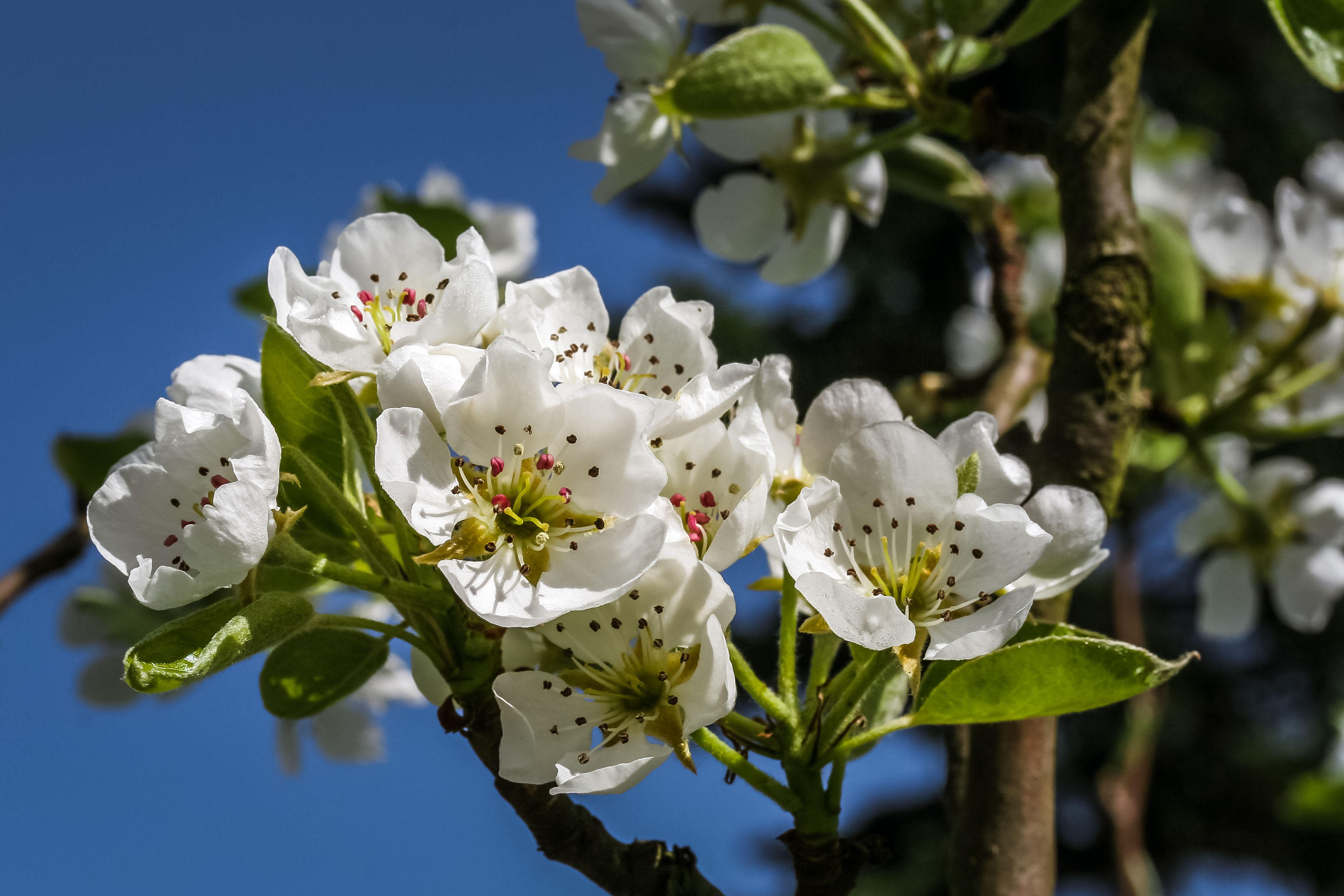Hintergrundbild Weiße Obstblüten im Frühling