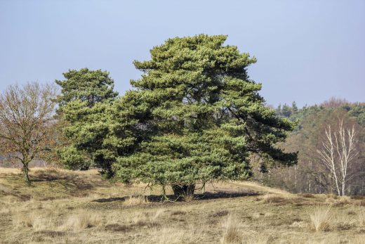 Hintergrundbild Waldkiefer in der Westruper Heide