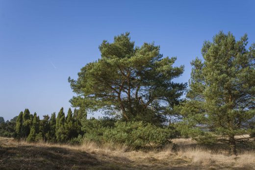 Hintergrundbild Westruper Heide - Baumgruppe