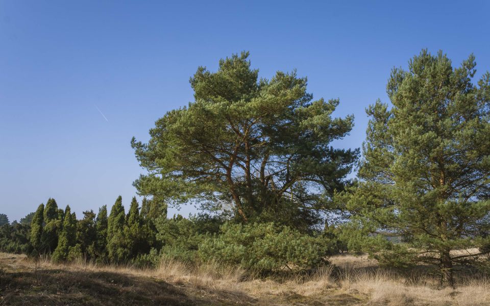 Hintergrundbild Westruper Heide - Baumgruppe