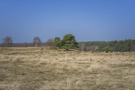 Hintergrundbild Westruper Heide - Einzelner Baum