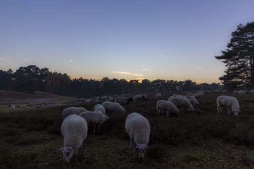 Hintergrundbild Westruper Heide Heidschnucken