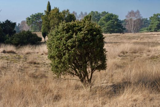 Hintergrundbild Westruper Heide Kleiner Baum