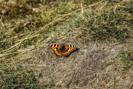 Hintergrundbild Westruper Heide Kleiner Fuchs