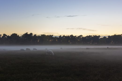 Hintergrundbild Westruper Heide - The Sheep