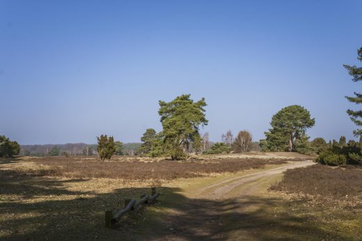 Hintergrundbild Westruper Heide - Weg im Frühling