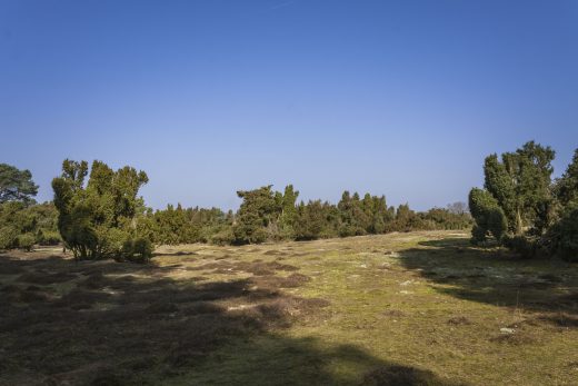 Hintergrundbild Westruper Heide im Frühling