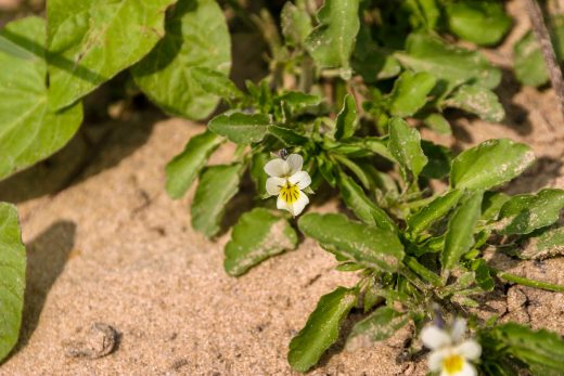 Hintergrundbild Ackerveilchen am Wegrand