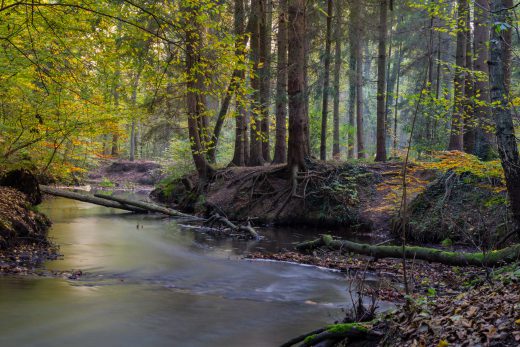 Hintergrundbild Bach im Herbstwald