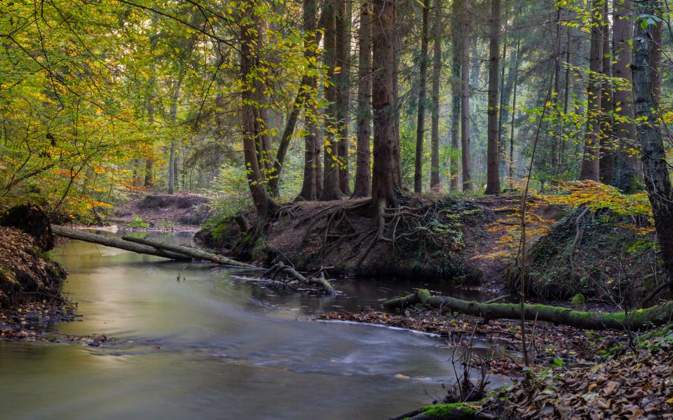 Hintergrundbild Bach im Herbstwald