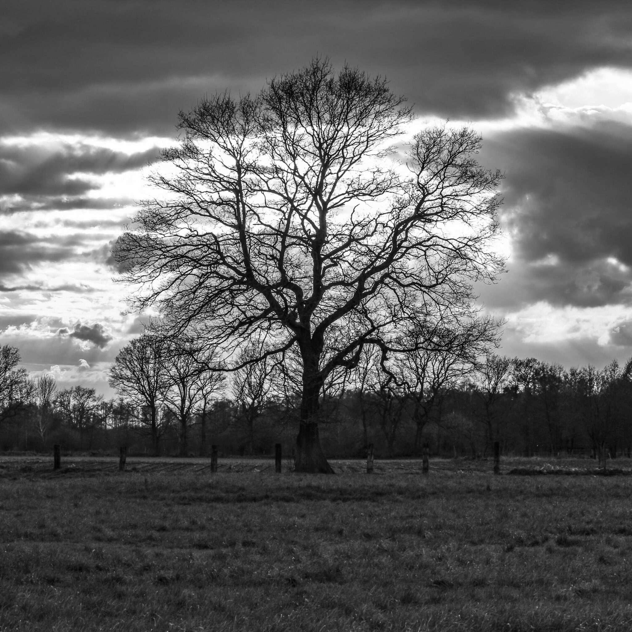 Hintergrundbilder Baum Silhouette In Schwarzweiss