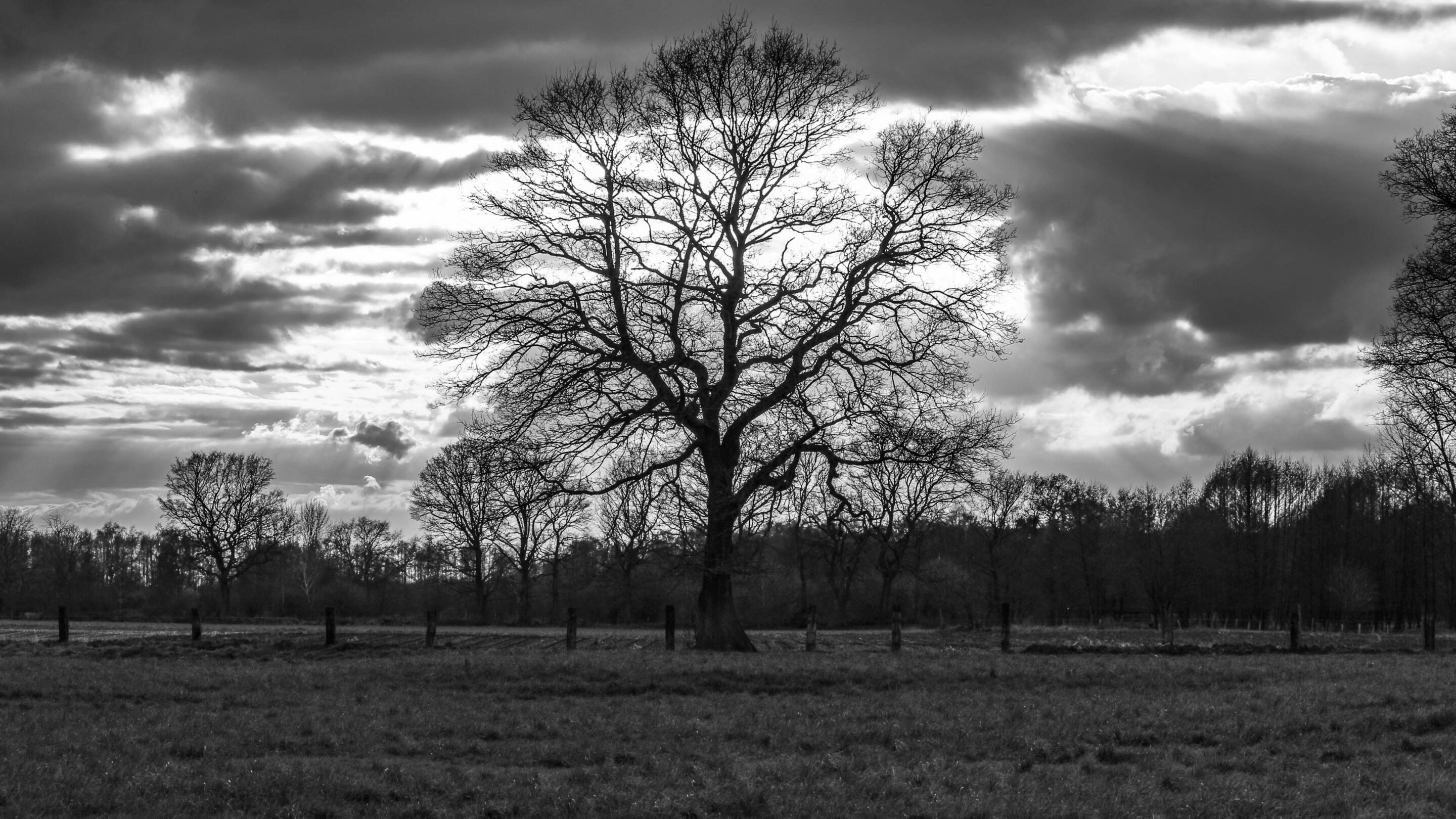Hintergrundbilder Baum Silhouette In Schwarzweiss