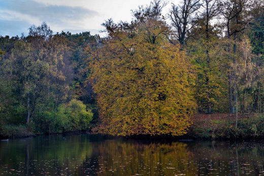 Hintergrundbild Baum am See