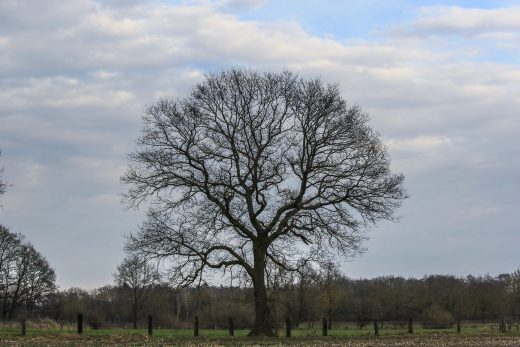 Hintergrundbild Baum im Frühjahr