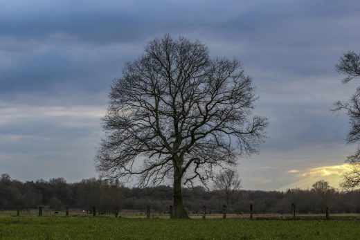Hintergrundbild Baum im Frühling