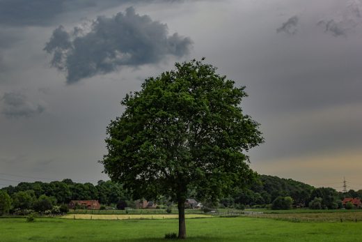 Hintergrundbild Baum mit Gewitterwolken