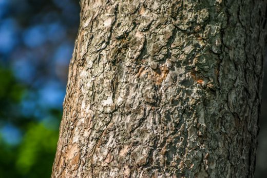 Hintergrundbild Baumrinde Nahaufnahme