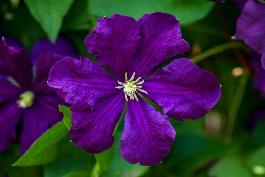 Hintergrundbild Clematis Nahaufnahme