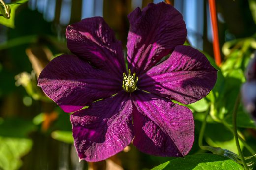 Hintergrundbild Clematis am Morgen