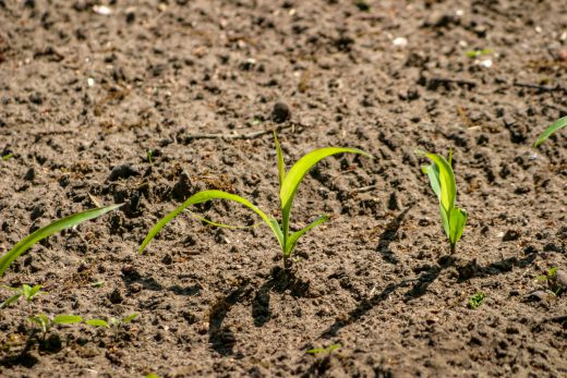 Hintergrundbild Erste Triebe im Frühling