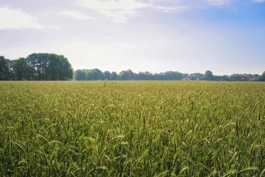 Hintergrundbild Getreidefeld im Sommer